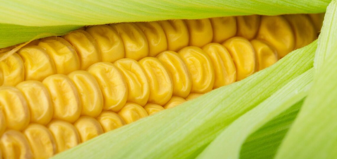 close-up, cob, corn